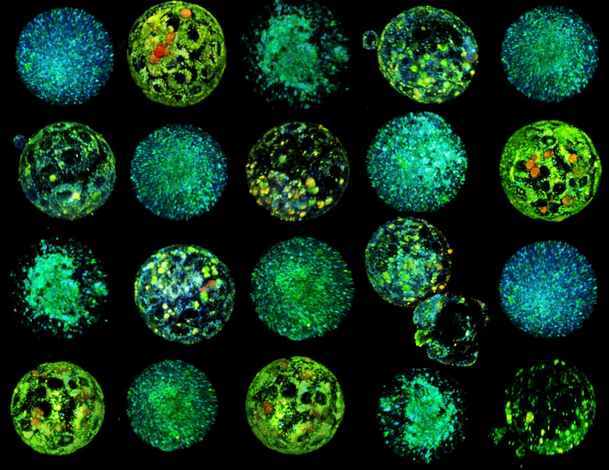 A new paper in PNAS describes METAPHOR: the embryos evaluation method developed in HYLIGHT project